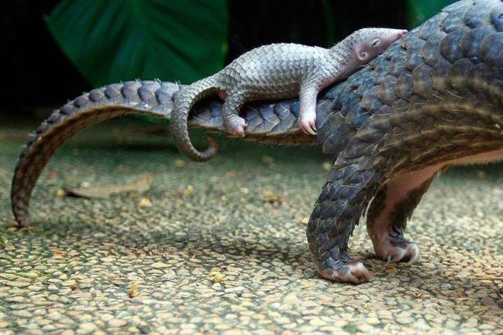 Pangolin+baby+riding+on+mama%26%238217%3Bs+tail