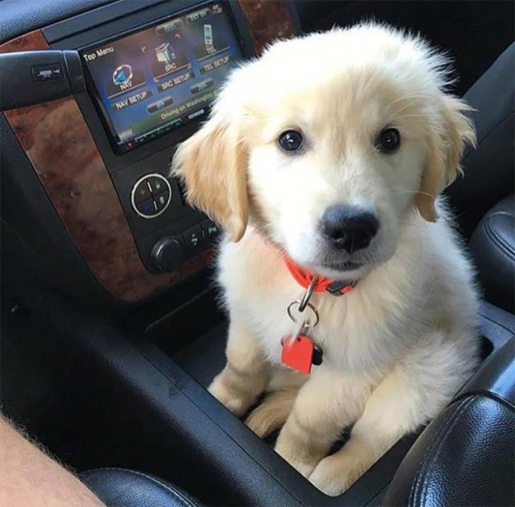 A+car+with+a+pup+holder