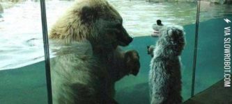 Polar+Bear+Sees+Child+in+Bear+Costume
