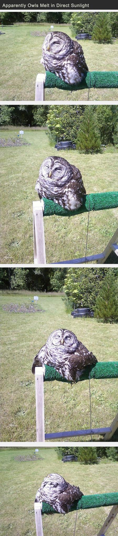 Apparently+Owls+Melt+In+Direct+Sunlight