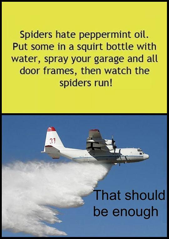 Spider+deterrent.