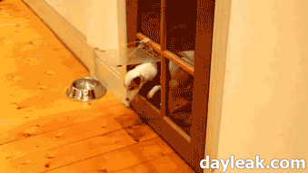 You+put+your+left+paw+in%2C+You+put+your+left+paw+out