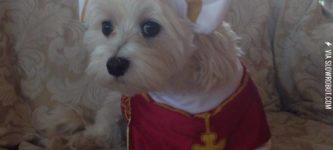 My+puppy+makes+an+adorable+pope%2C+for+Halloween.