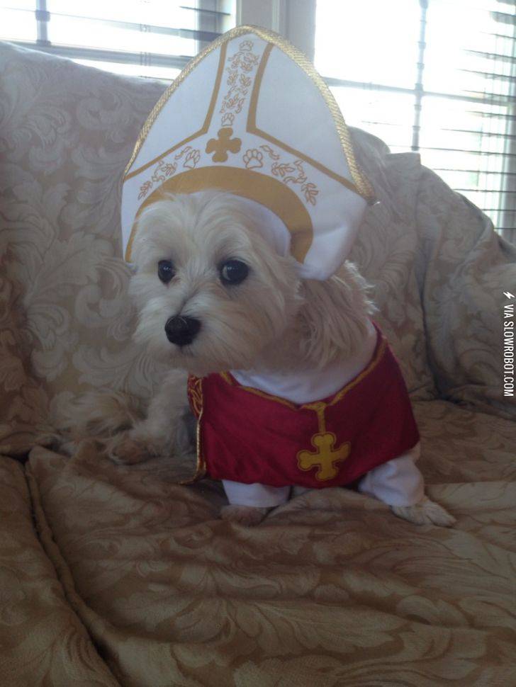 My+puppy+makes+an+adorable+pope%2C+for+Halloween.
