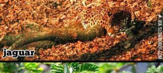 Camouflaged+Animals