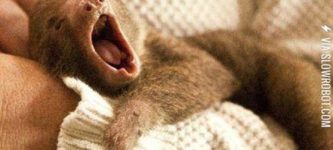 Tiny+baby+sloth+yawning