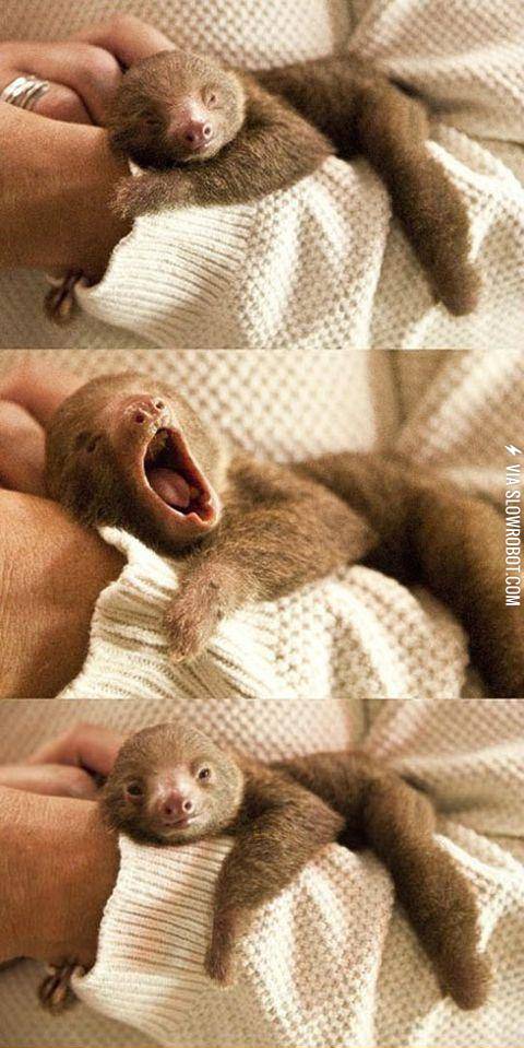 Tiny+baby+sloth+yawning
