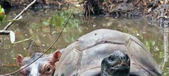 Baby+Hippo+And+130+Year+Old+Tortoise+Become+Friends