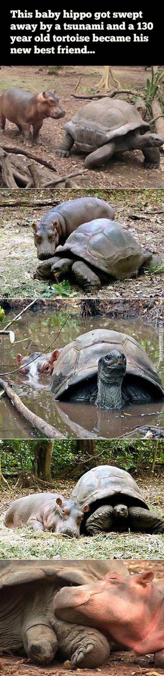 Baby+Hippo+And+130+Year+Old+Tortoise+Become+Friends
