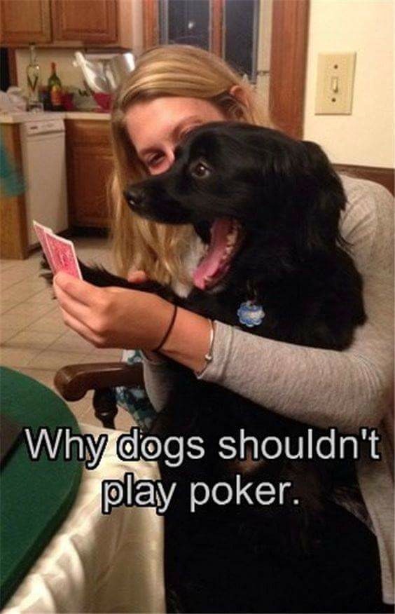 Why+dogs+shouldn%26%238217%3Bt+play+poker