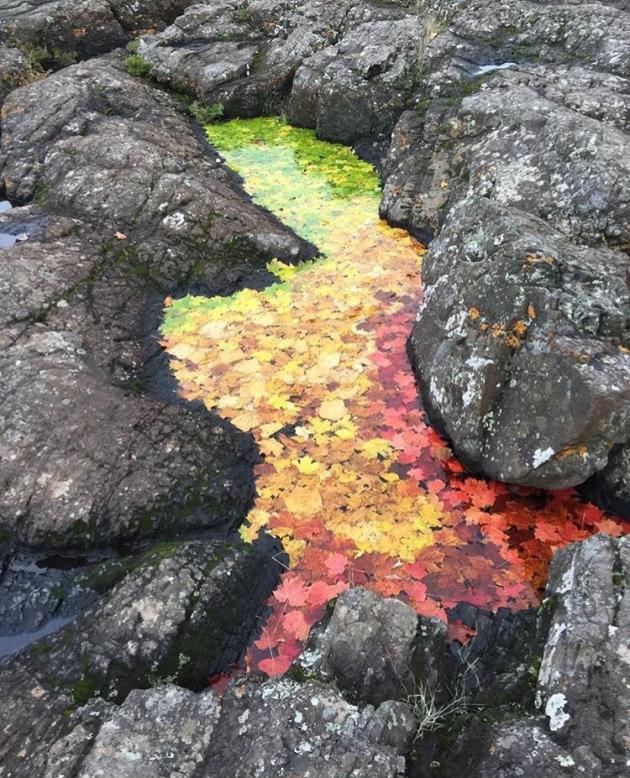 Fall+displayed+in+one+puddle.