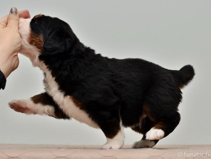 Puppy+joins+Ministry+of+Silly+Walk