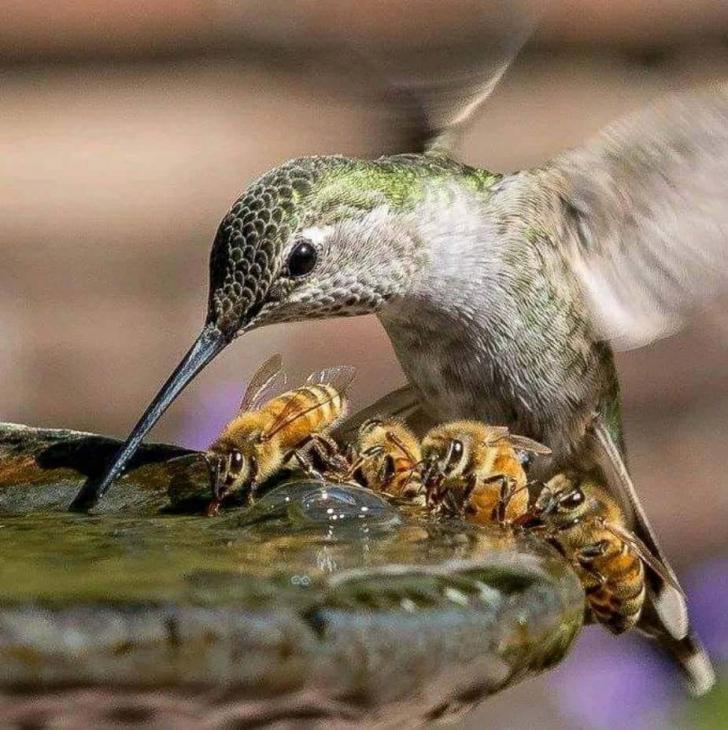 Hummingbird+and+bees+gather+for+a+quick+drink.