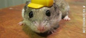 A+hamster+in+a+hard+hat%2C+that+is+all.