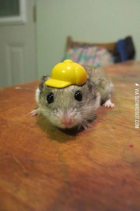 A+hamster+in+a+hard+hat%2C+that+is+all.