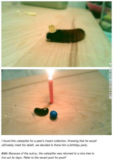 We+threw+a+birthday+party+for+this+caterpillar.