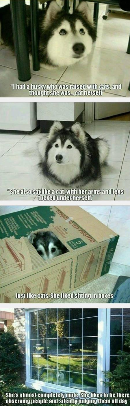 The+Husky+That+Was+Raised+By+Cats