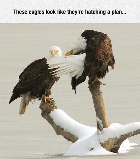 These+Eagles+Look+Like+They%26%238217%3Bre+Hatching+A+Plan%26%238230%3B
