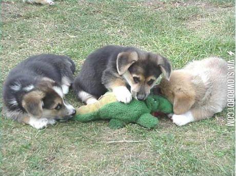 Pack+of+wild+dogs+attack+an+alligator%21