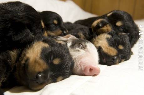 He+thinks+he%26%238217%3Bs+a+dog.