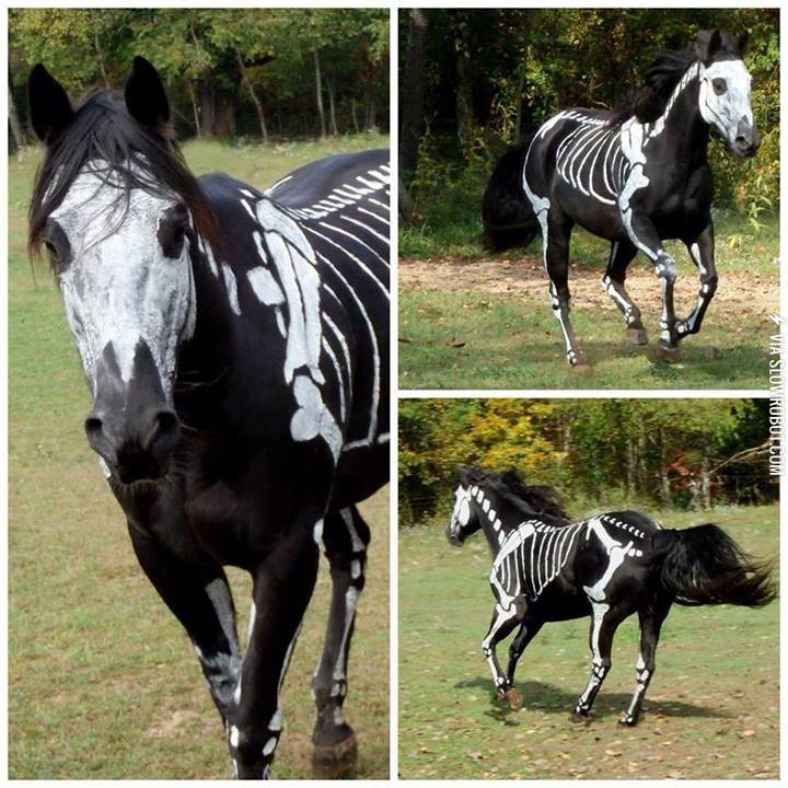 A+Horse%26%238217%3Bs+Halloween+Costume