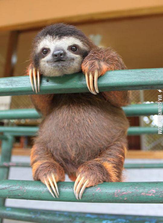 Ridiculously+Photogenic+Sloth