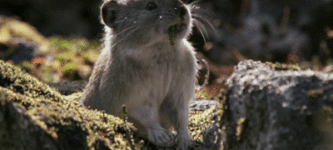 Pikas+are+awfully+cute