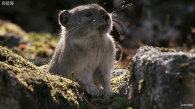 Pikas+are+awfully+cute