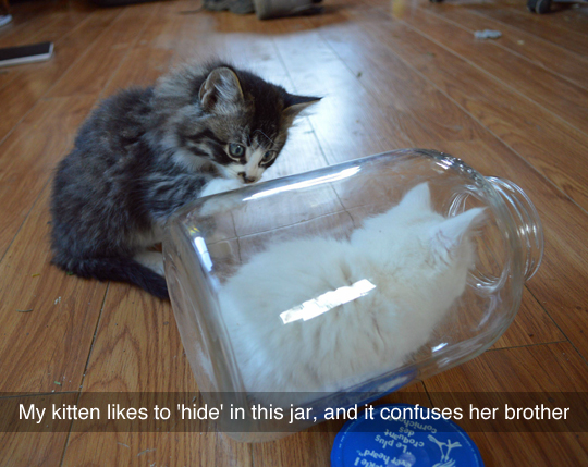 This+kitten+likes+to+hide+in+a+jar%26%238230%3B