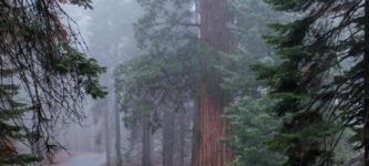 Tunnel+Through+Fallen+Sequoia+Tree+at+Sequoia+National+Park+in+California+%26%238211%3B+to+give+you+an+idea+of+scale%2C+the+tunnel+is+over+8+feet+in+height.