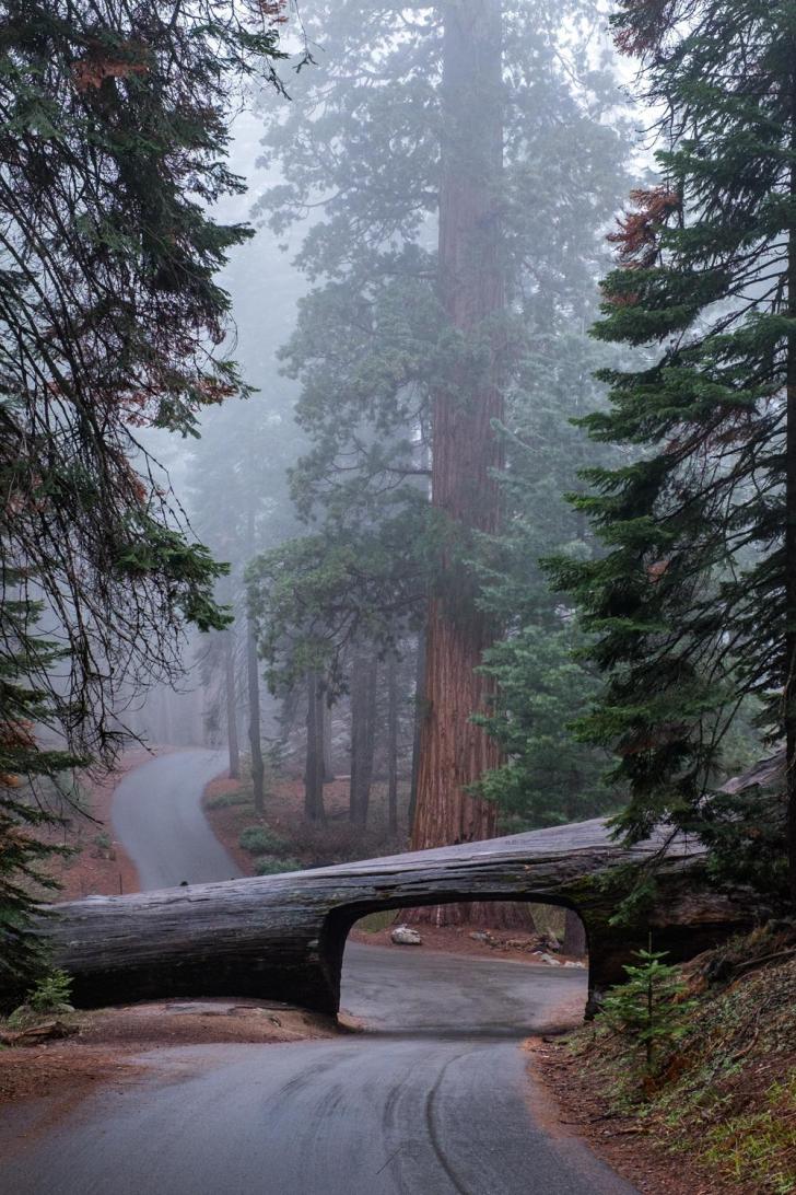 Tunnel+Through+Fallen+Sequoia+Tree+at+Sequoia+National+Park+in+California+%26%238211%3B+to+give+you+an+idea+of+scale%2C+the+tunnel+is+over+8+feet+in+height.