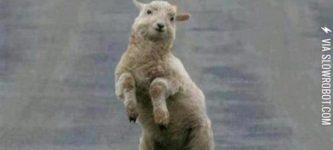 Ganglamb+style.