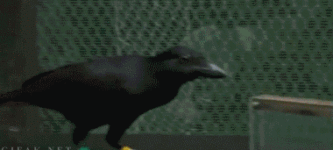 Crows+have+shown+themselves+to+be+the+world%26%238217%3Bs+most+intelligent+animals
