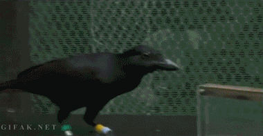 Crows+have+shown+themselves+to+be+the+world%26%238217%3Bs+most+intelligent+animals