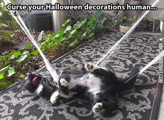 Halloween+can+be+difficult+for+cats.