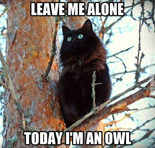 Owl+kitty+is+watching+us+8%3E