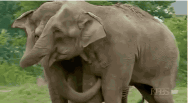 2+circus+elephants+immediately+bond+after+being+separated+for+22+years