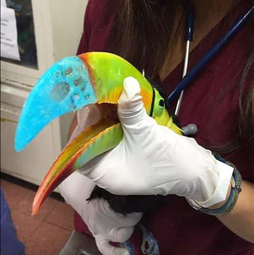 Toucan+gets+a+3D+printed+prosthetic+beak