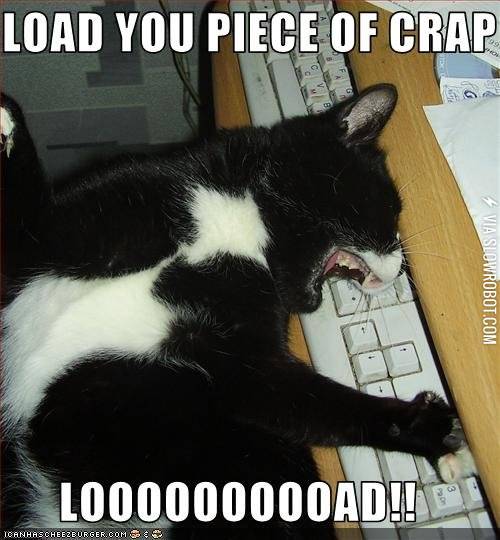 First+world+cat+problems