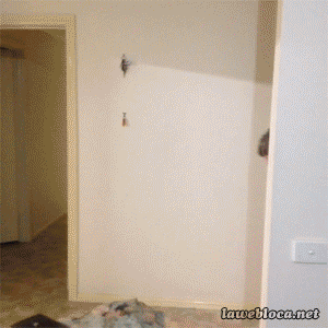 ONWARD%2C+MY+STEED%21