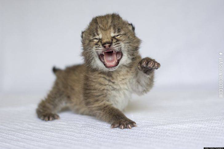 Eurasian+Lynx+Cub
