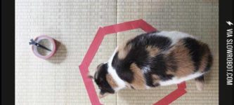 Trick+Your+Cat+With+A+Circle