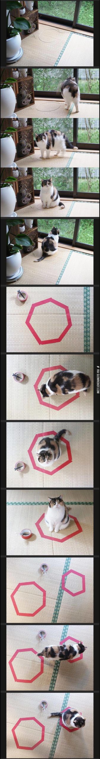 Trick+Your+Cat+With+A+Circle