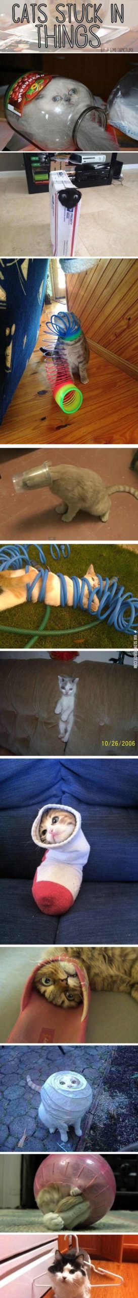 Cats+Who+Got+Stuck+In+Things