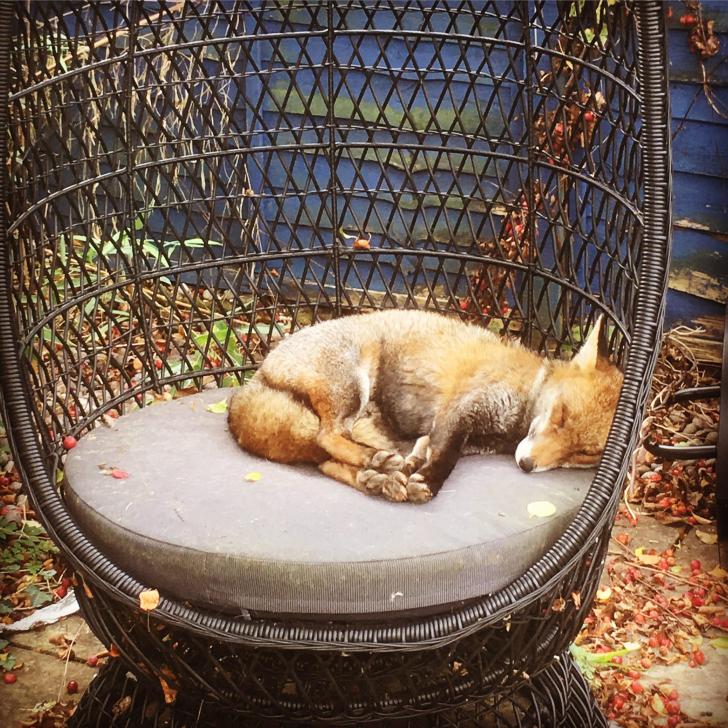 Caught+this+fox+napping+in+my+garden