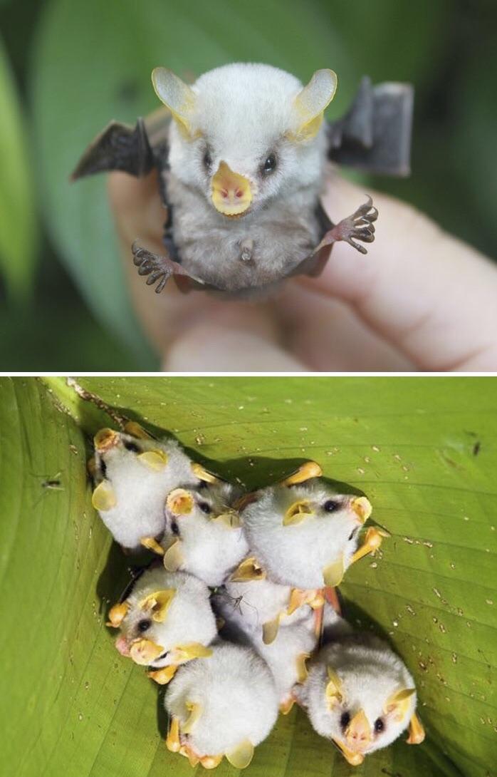 The+Honduran+White+Bats+look+like+little+fluffy+piglets.
