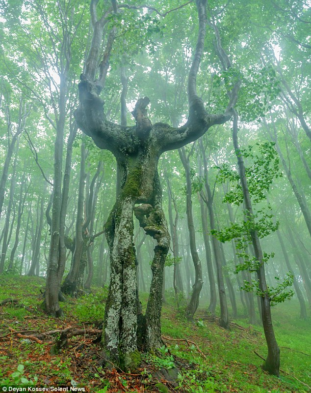 Forest+God+in+Bulgaria