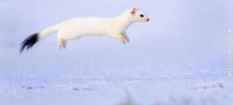 Hover+Stoat