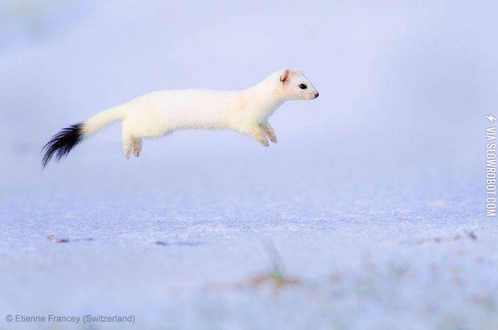 Hover+Stoat