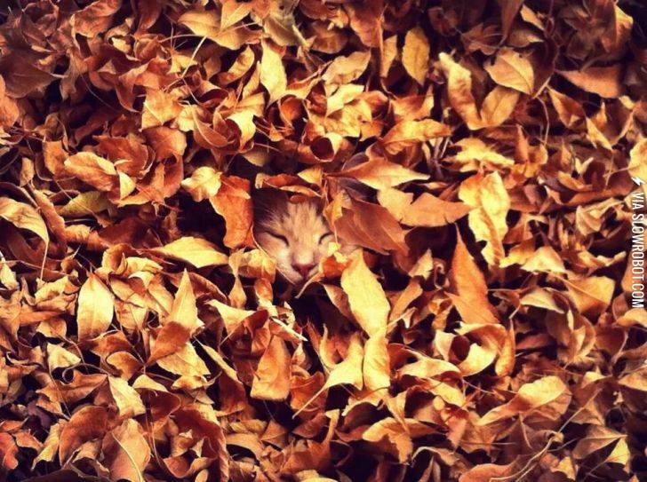 Happiness+is+a+big+pile+of+leaves